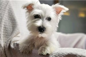 Theodore - West Highland White Terrier - Westie for sale