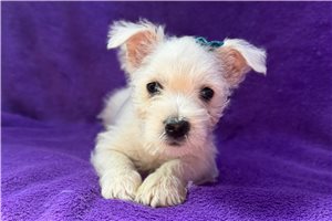 Amor - West Highland White Terrier - Westie for sale