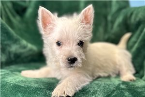 Marley - West Highland White Terrier - Westie for sale