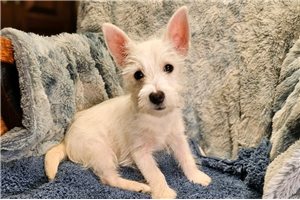 Moose - West Highland White Terrier - Westie for sale