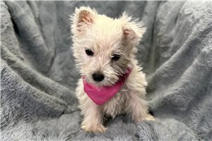 Ophelia - West Highland White Terrier - Westie for sale