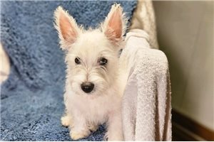 Vincent - West Highland White Terrier - Westie for sale