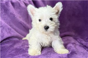 Daphne - West Highland White Terrier - Westie for sale