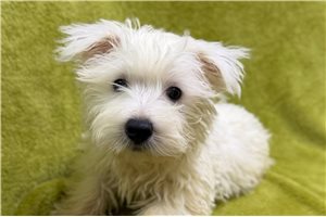 Dougie - West Highland White Terrier - Westie for sale