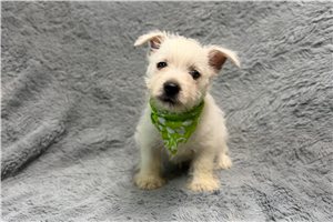 Kelpie - West Highland White Terrier - Westie for sale