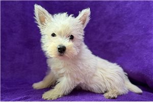Amelia - West Highland White Terrier - Westie for sale