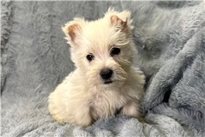 Autumn - West Highland White Terrier - Westie for sale