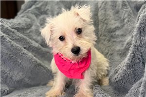 Lena - West Highland White Terrier - Westie for sale