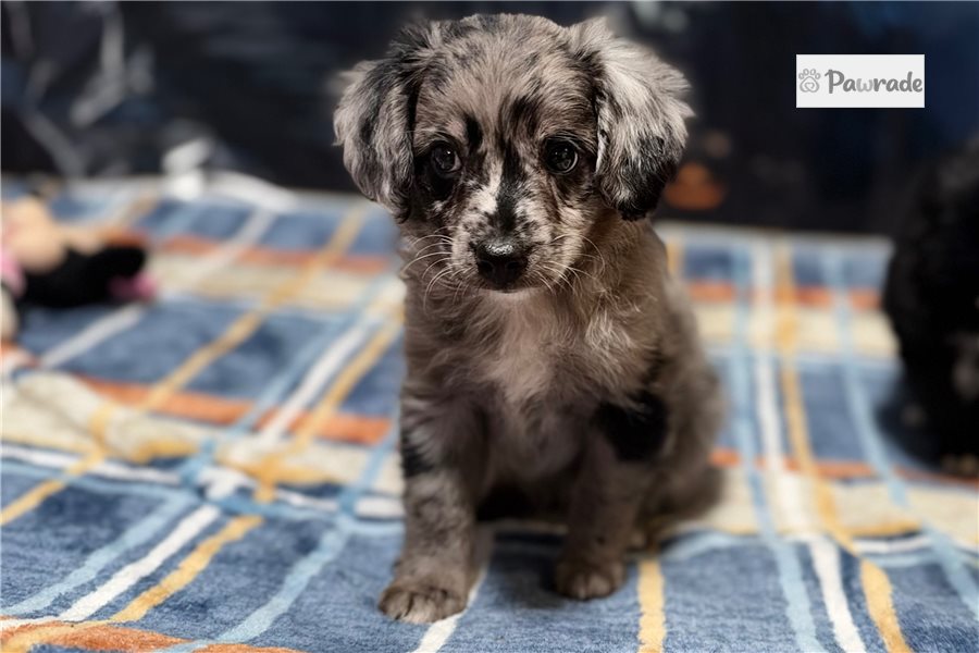 Sloane, female Aussiedoodle puppy for sale