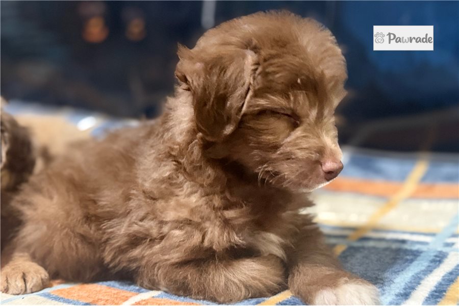 Raye - Aussiedoodle for sale