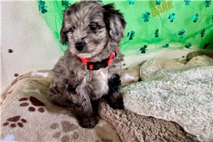 Porter - puppy for sale