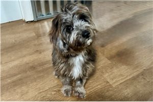 Ruben - puppy for sale