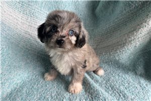 Margaret - Aussiedoodle for sale