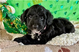 Phineas - Aussiedoodle for sale