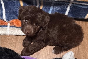 Raylin - Aussiedoodle for sale