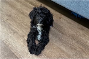 Ridge - Aussiedoodle for sale