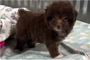 Magnum - puppy for sale