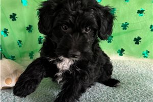 Roger - Aussiedoodle for sale