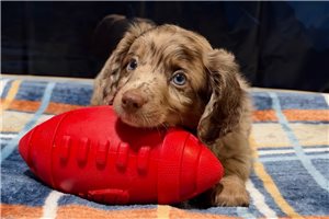 Rayden - Aussiedoodle for sale