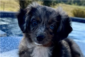 Mara - Aussiedoodle for sale