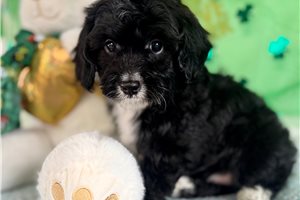 Roger - puppy for sale