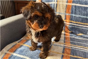 Romeo - Aussiedoodle for sale