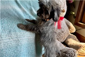 Harry - puppy for sale