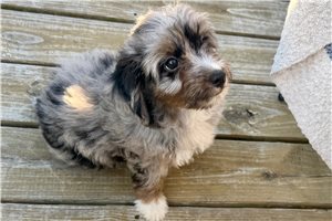 Mage - Aussiedoodle for sale