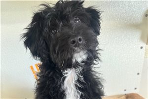 Roger - Aussiedoodle for sale