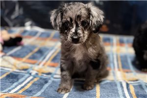 Sloane - Aussiedoodle for sale