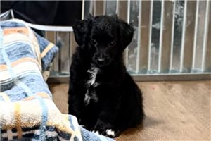 Spencer - Aussiedoodle for sale