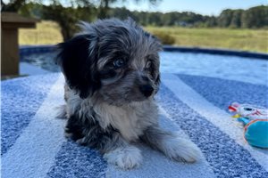 Margaret - Aussiedoodle for sale