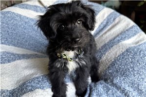 Beto - puppy for sale