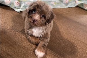 Mandy - puppy for sale