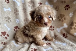 Maddox - puppy for sale