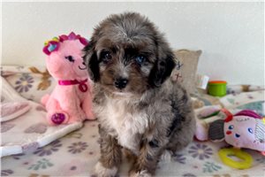 Mage - puppy for sale