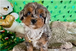 Peaches - puppy for sale