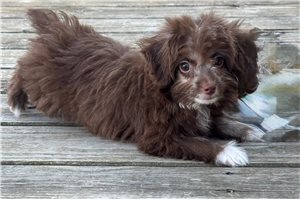 Magnum - Aussiedoodle for sale