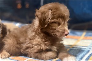 Raye - Aussiedoodle for sale