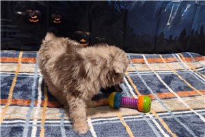 Rayna - Aussiedoodle for sale