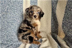 Mara - Aussiedoodle for sale