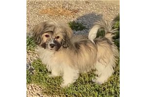 Andreo - Havanese for sale