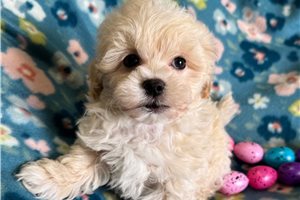 Aiden - Havapoo for sale