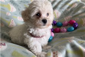 Sonia - Havapoo for sale