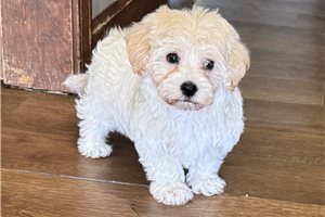 Emma - puppy for sale