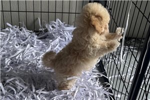 Shawn - Havapoo for sale