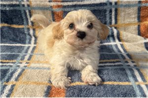 Aiden - Havapoo for sale