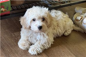 Emma - Havapoo for sale