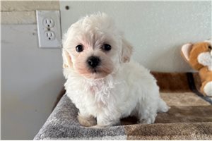 Sonia - Havapoo for sale