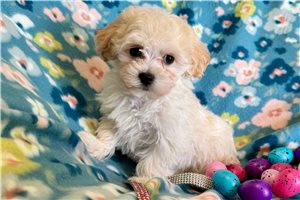 Evelyn - Havapoo for sale